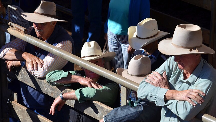 A group of men all wearing white broad brimmed hats watch the action of the Roma saleyards