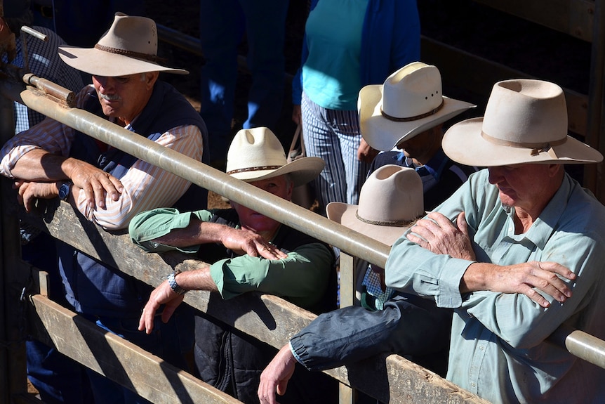 A group of men all wearing white broad brimmed hats watch the action of the Roma saleyards