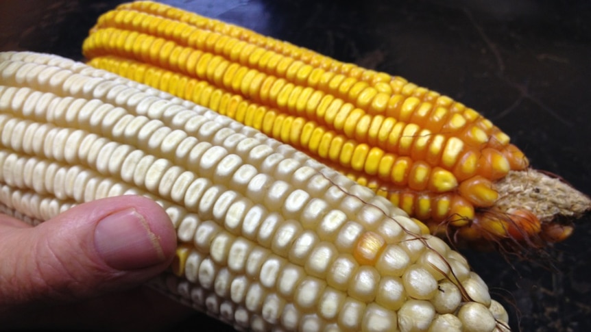 White and yellow maize