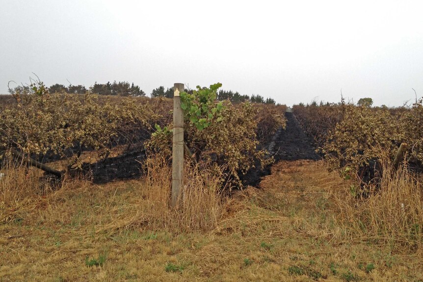 A vineyard at Wallaroo was damaged in the fire.