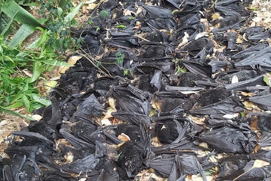 Scores of dead flying foxes lined up on the ground in a backyard after an extreme heatwave.