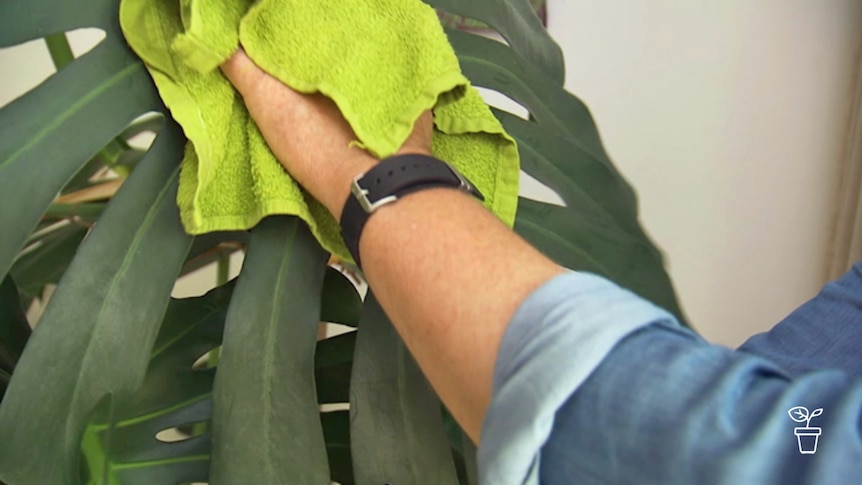 Indoor plant leaves being wiped with a green cloth