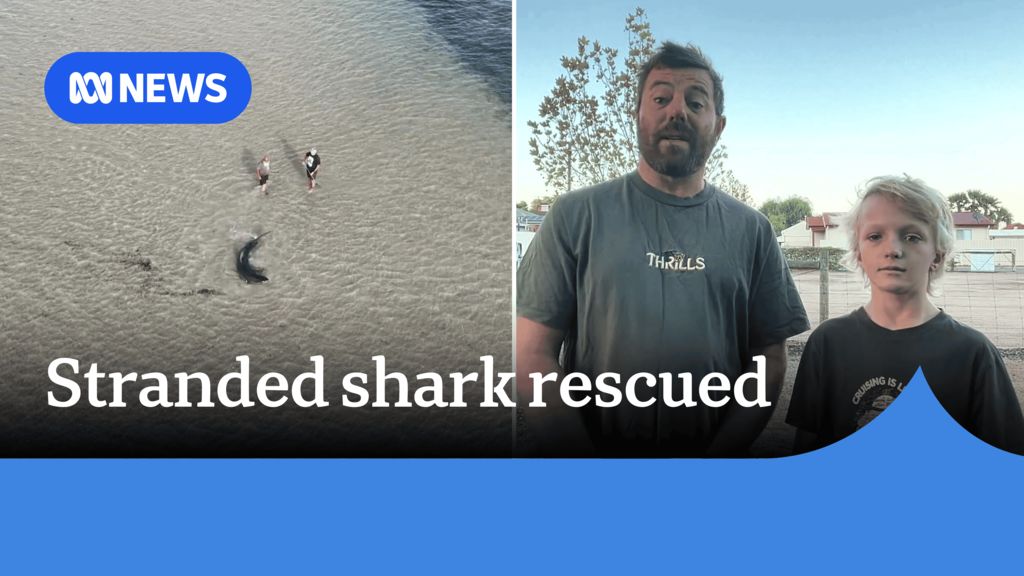 Shark stranded on South Australia's coast freed by members of the ...
