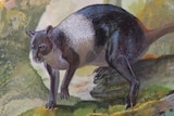 An illustration of the kangaroo.