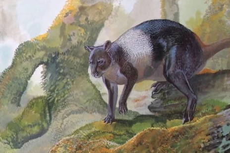 An illustration of the kangaroo.