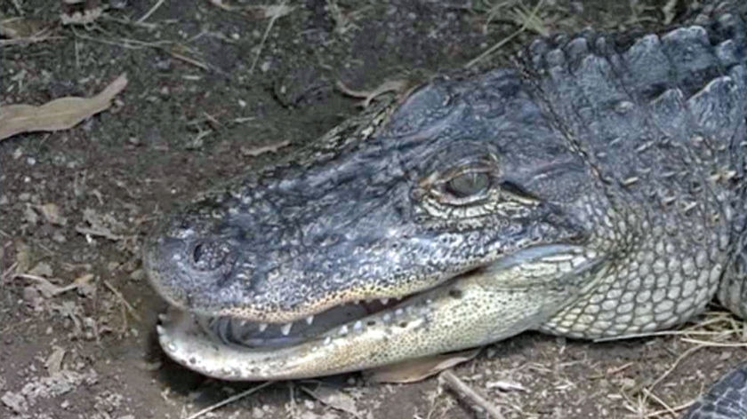 The Florida alligator was discovered in New South Wales