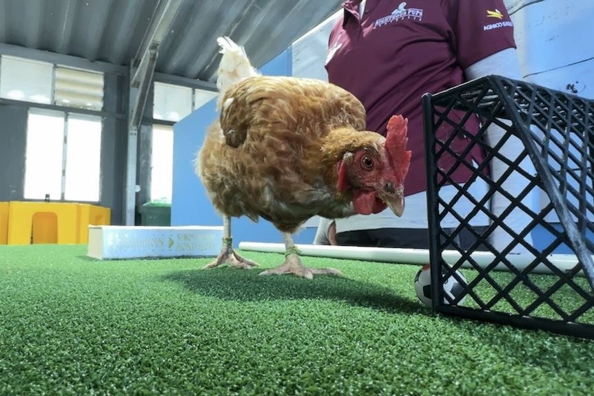 Dog trainers look to chickens to improve skills