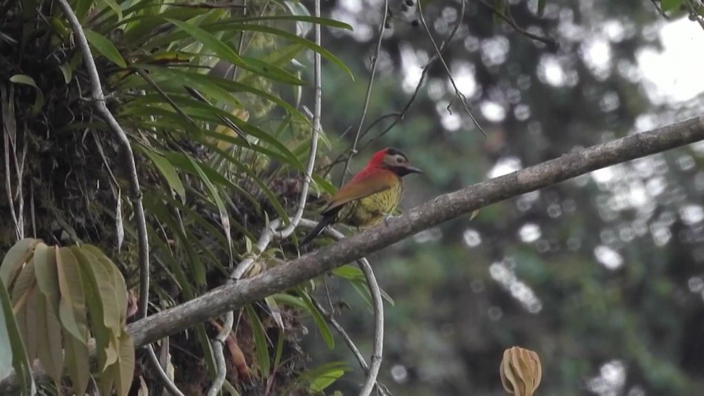 Play Video. Duration: 55 seconds