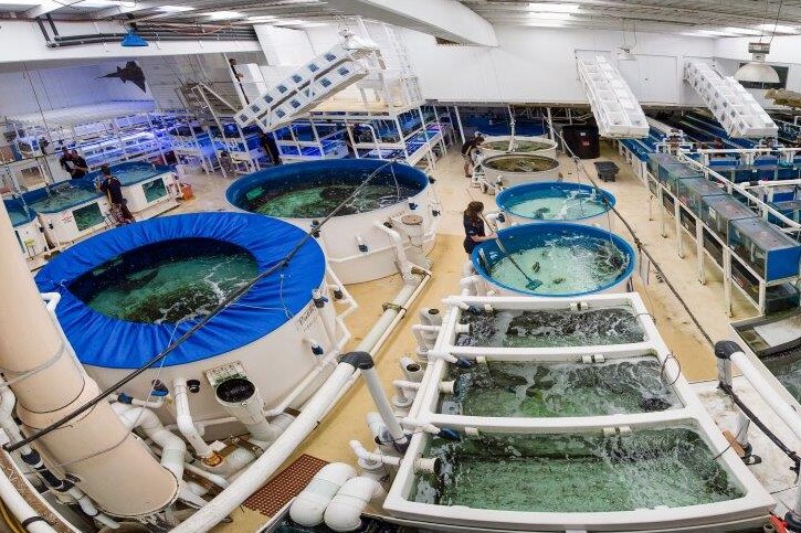 An aerial view of the water tanks and plumbing systems of a commercial aquarium.