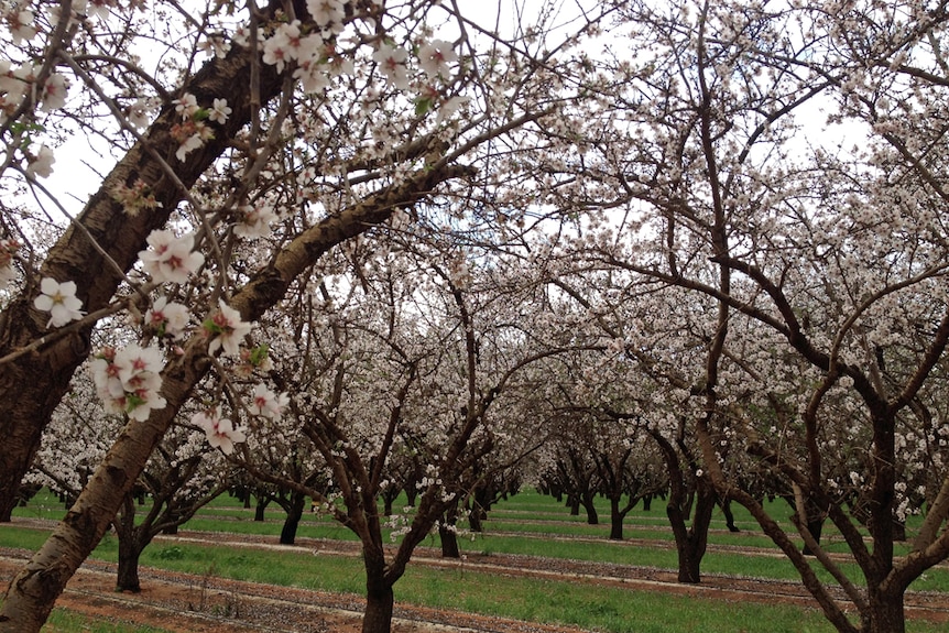 Rows of almond trees in bloom.
