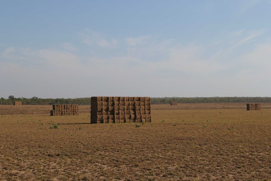 stacks of hay bales in a paddock