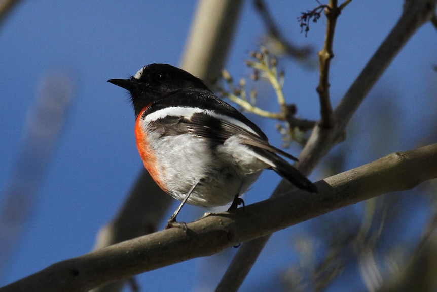 Scarlet robin