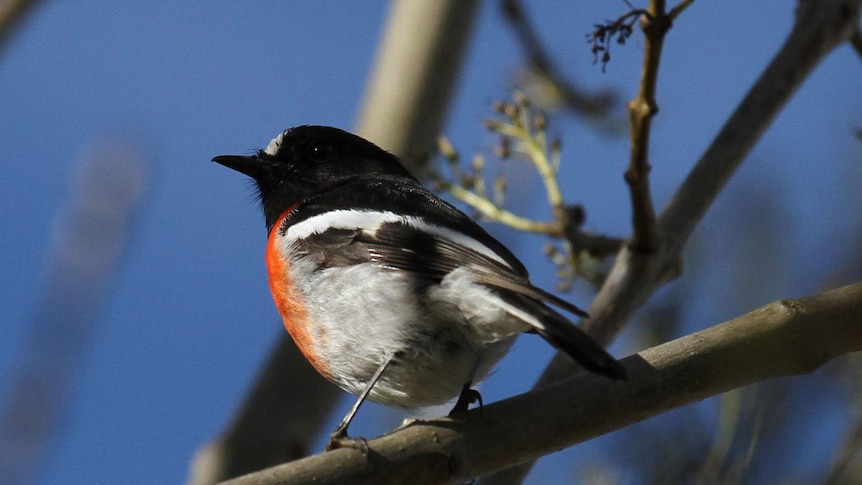 Scarlet robin