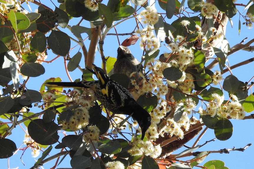 A captive bred male regent honeyeater with a fledgling in red box blossom.
