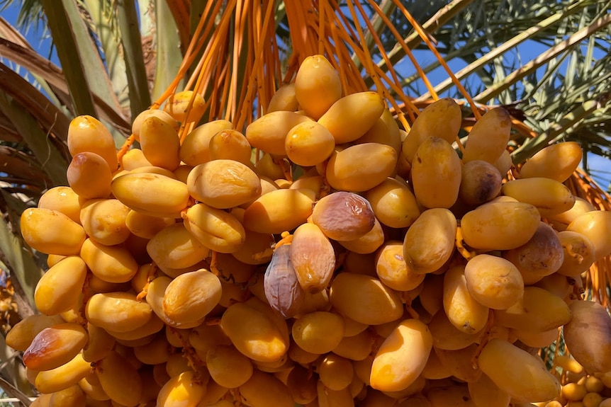 A palm with lots of amber coloured dates growing on it. 