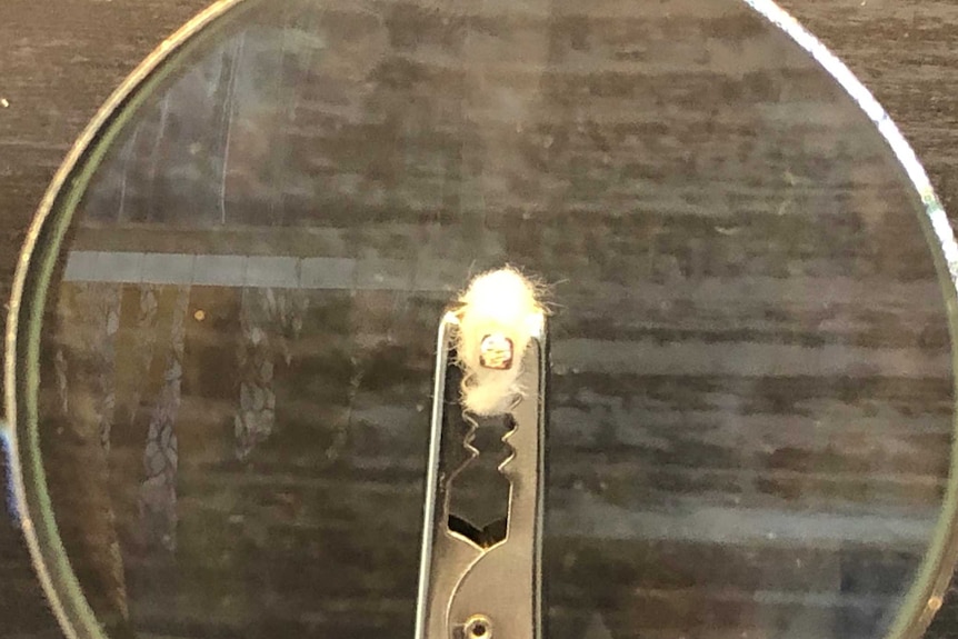 An extremely small portrait of Dame Edna, viewed through a magnifying glass