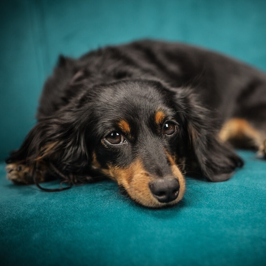 A black and tan long coated dog rests on a chair.