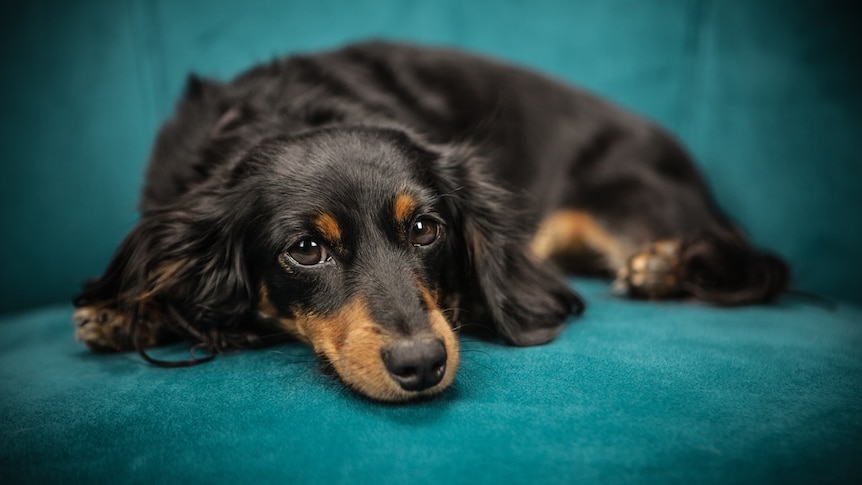 A black and tan long coated dog rests on a chair.