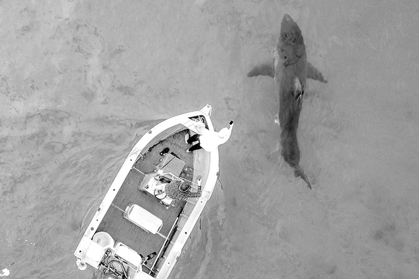 A shark feeding on a nearby beaches whale in Bulli Beach cruises near a small fishing boat.