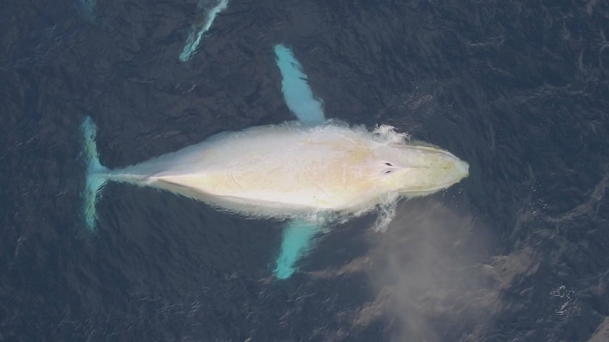 An aerial photo of a white whale breaching