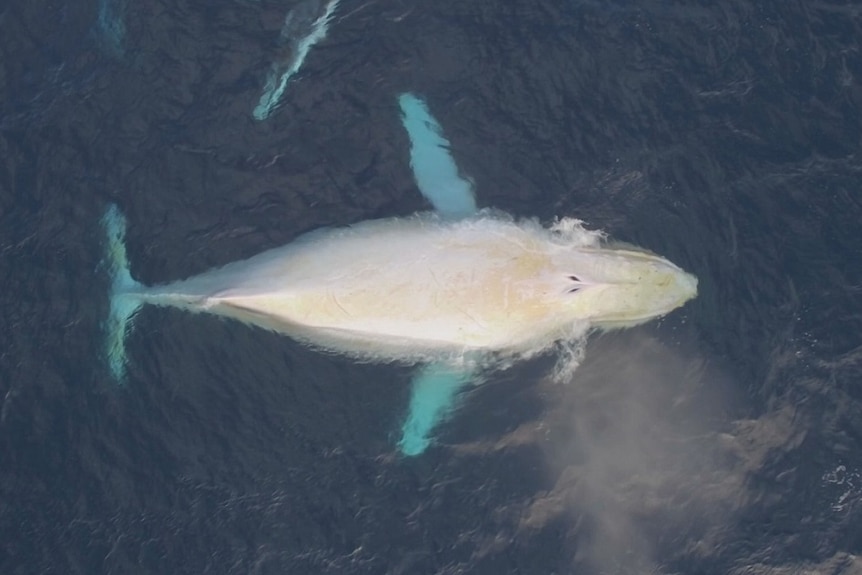 An aerial photo of a white whale breaching