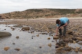 Philip Roetman searches for animals at Hallett Cove.