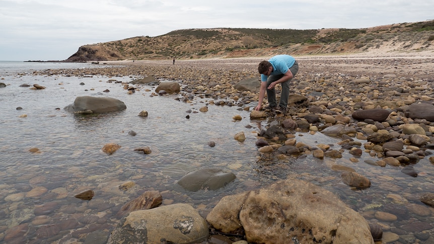 Philip Roetman searches for animals at Hallett Cove.