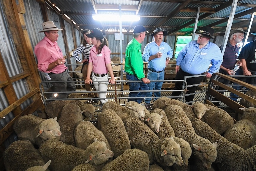 Wool producers and students in a wool shed with sheep in a pen.