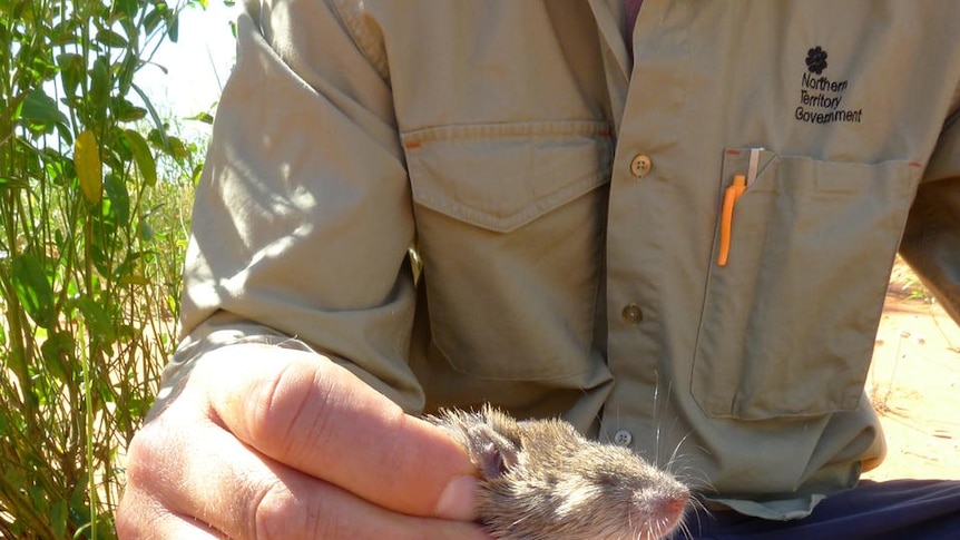 A long haired rat held in a hand near Alice Springs.