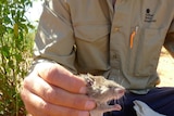 A long haired rat held in a hand near Alice Springs.