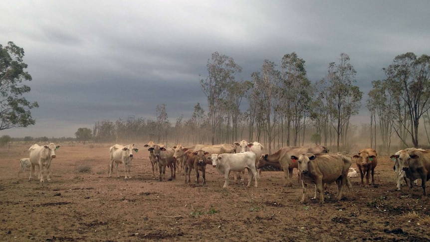 Cattle on the Gerhardt farm
