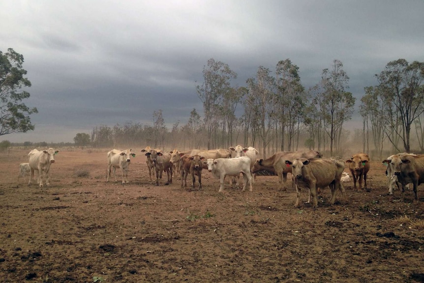 Cattle on the Gerhardt farm