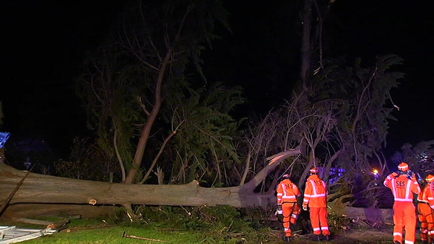A State Emergency Service crew with a tree which was brought down by winds at Mount Eliza.