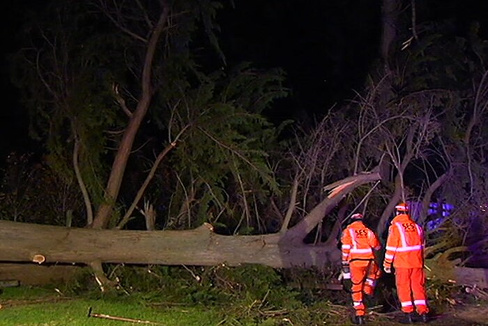 A State Emergency Service crew with a tree which was brought down by winds at Mount Eliza.