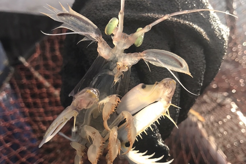 Mantis shrimp also known as the prawn killer