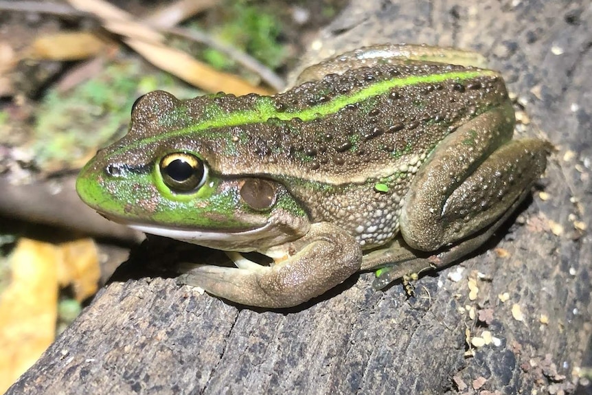 southern bell frog