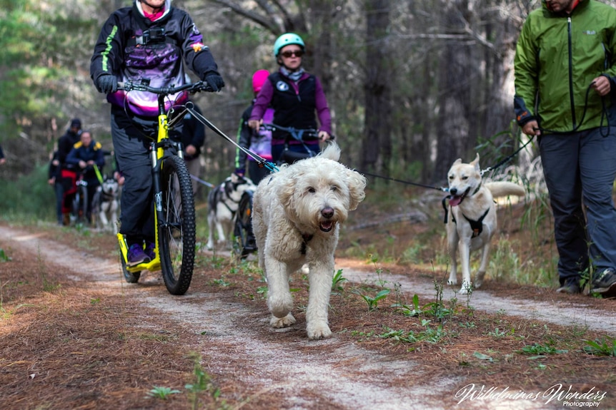 People riding bikes and scooters are pulled along by their dogs.