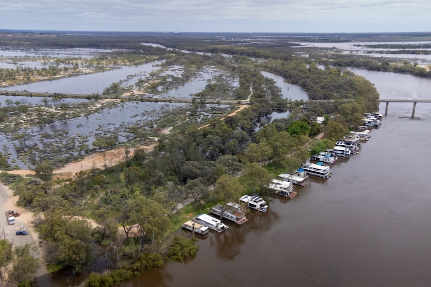 The Muiray River at Berri, with houseboats lining the banks and floodplains around it underwater. 