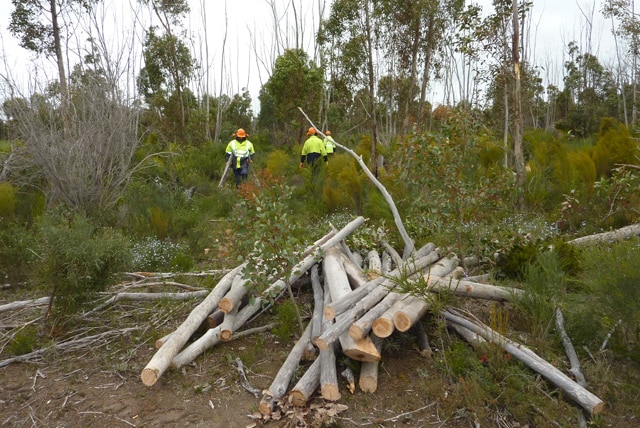 Three workers are seen collecting wood in a forest, with a pile of logs in front of them.