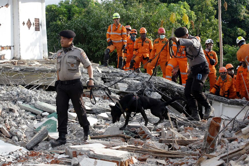 Rescuers lead sniffer dogs through the rubble.