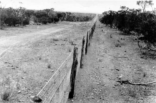 A black and white old photo of a fence line stretching into the distance.