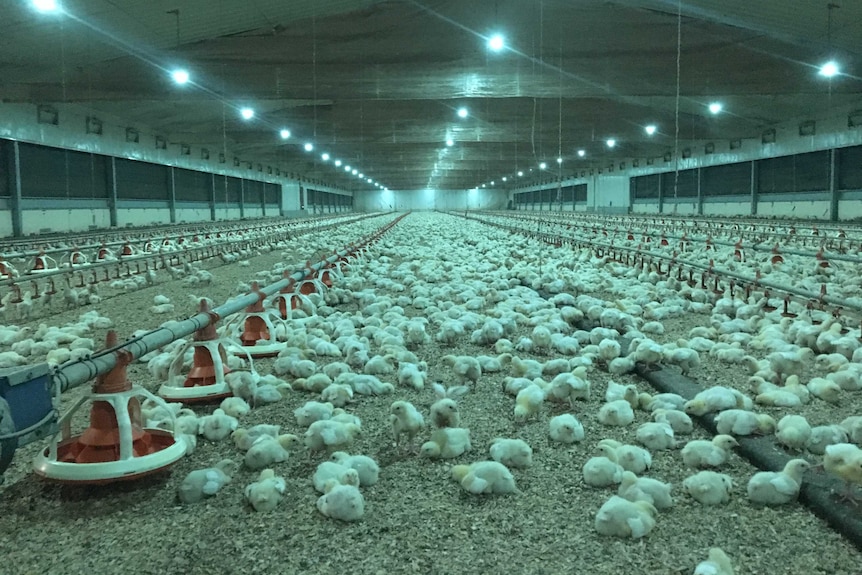 Free-range poultry farm near Beaudesert