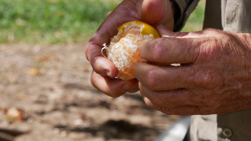 a man peels a mandarin on a farm