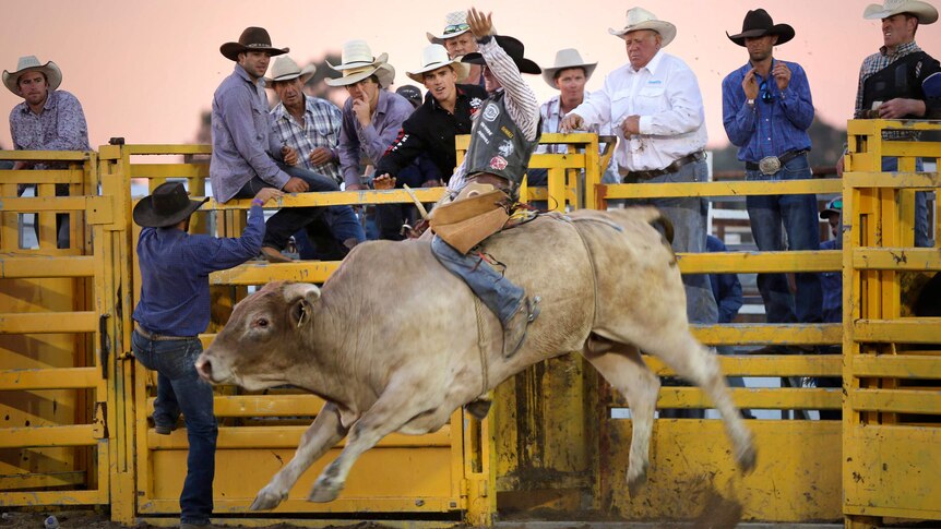 A rider holds on tightly as the bull he is riding leaps from the chute.