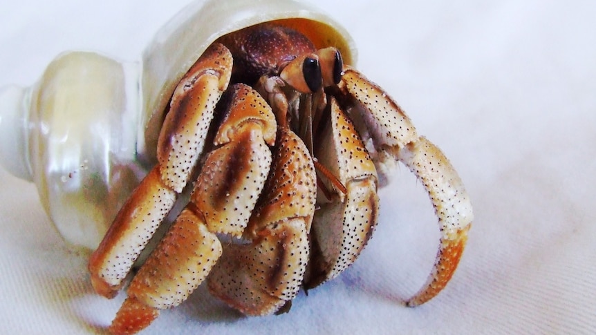 Why crustaceans keep evolving to look like crabs, and how to tell
