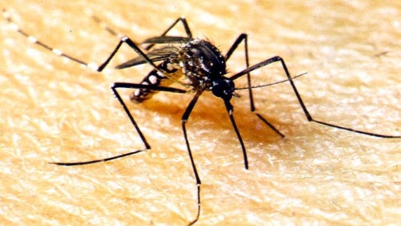 Generic TV still of close-up of black mosquito biting human skin.