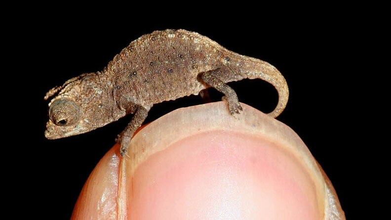 A newly discovered species of chameleon perches on a scientist's fingertip