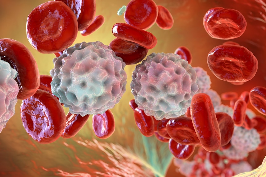 Illustration of white and red blood cells in a blood vessel