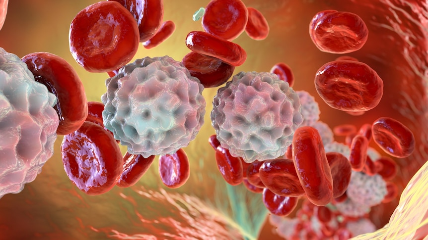 Illustration of white and red blood cells in a blood vessel