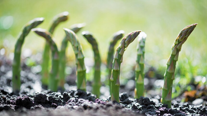 Asparagus plant shoots.